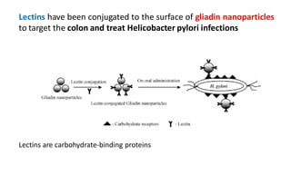 Lectins have been conjugated to the surface of gliadin nanoparticles
to target the colon and treat Helicobacter pylori infections
Lectins are carbohydrate-binding proteins
 