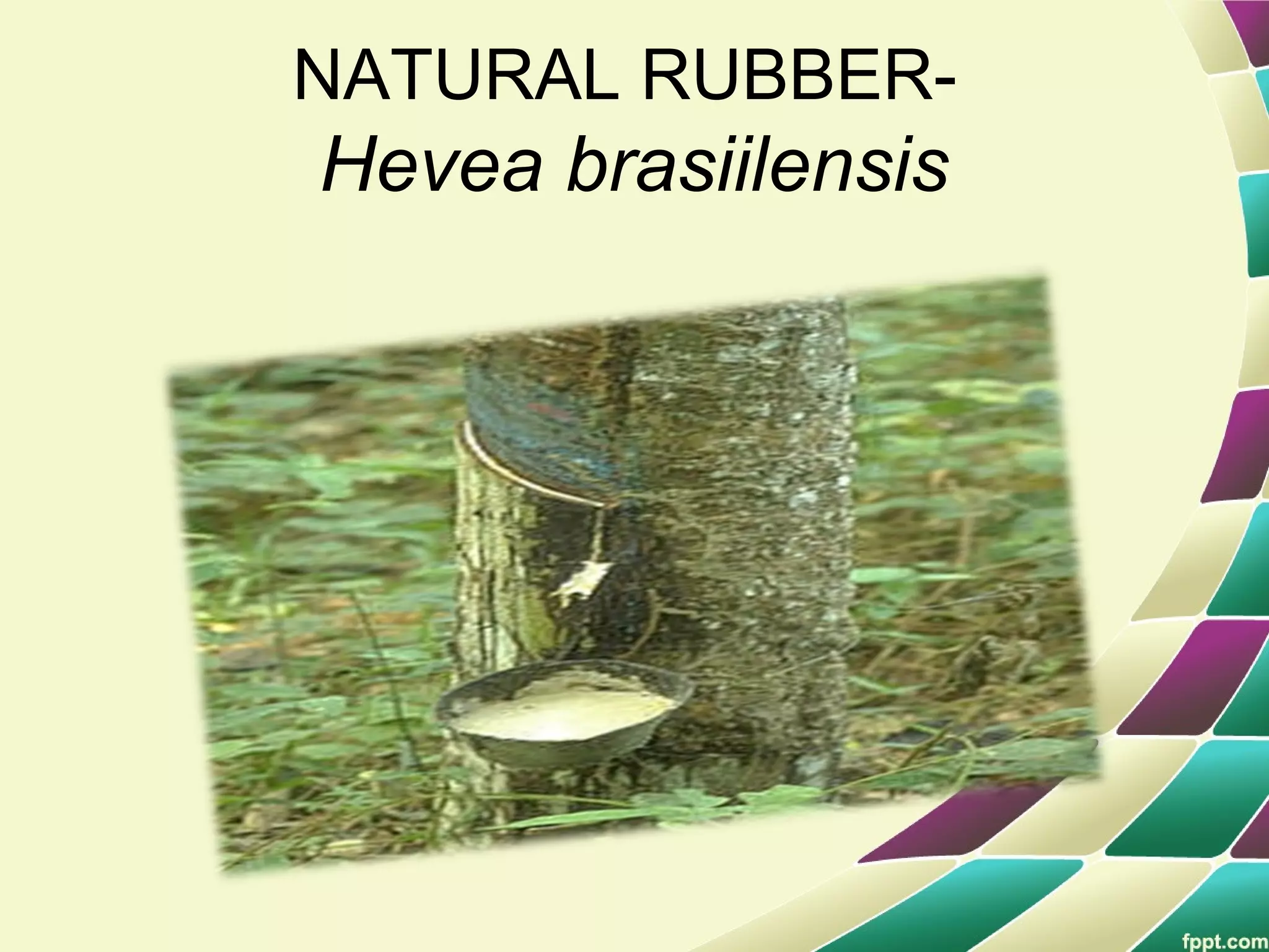 NATURAL RUBBER-
Hevea brasiilensis
 