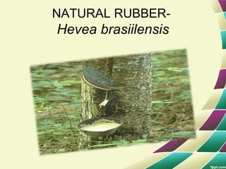 NATURAL RUBBER-
Hevea brasiilensis
 
