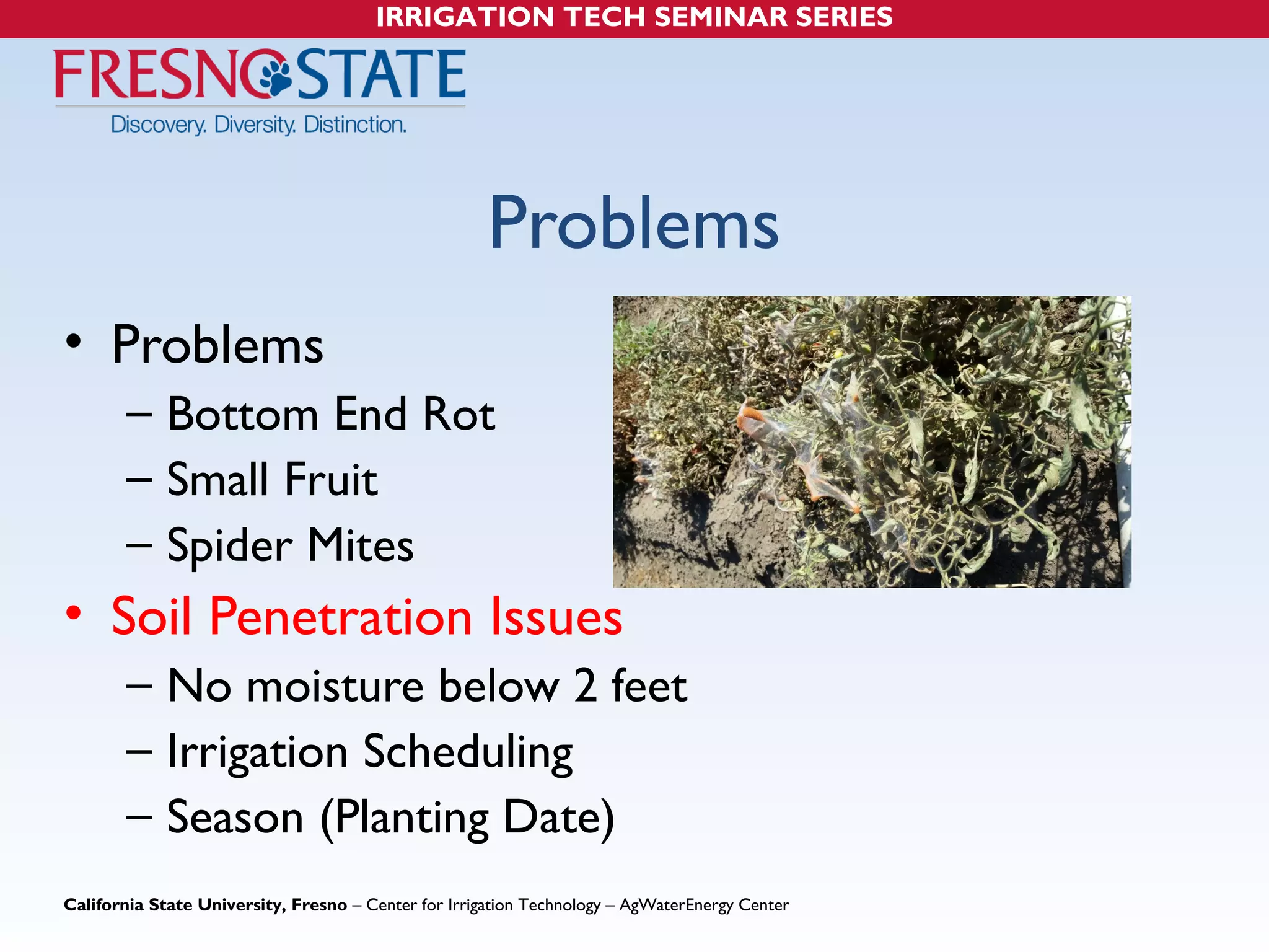 IRRIGATION TECH SEMINAR SERIES 
Problems 
• Problems 
– Bottom End Rot 
– Small Fruit 
– Spider Mites 
• Soil Penetration Issues 
– No moisture below 2 feet 
– Irrigation Scheduling 
– Season (Planting Date) 
California State University, Fresno – Center for Irrigation Technology – AgWaterEnergy Center 
 