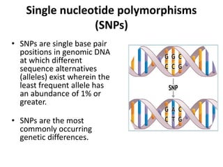 Snps Definition Polymorphisims why individual drug responses vary | PPTX