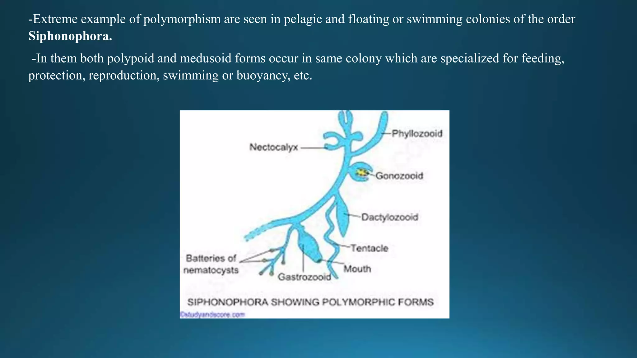 -Extreme example of polymorphism are seen in pelagic and floating or swimming colonies of the order
Siphonophora.
-In them both polypoid and medusoid forms occur in same colony which are specialized for feeding,
protection, reproduction, swimming or buoyancy, etc.
 