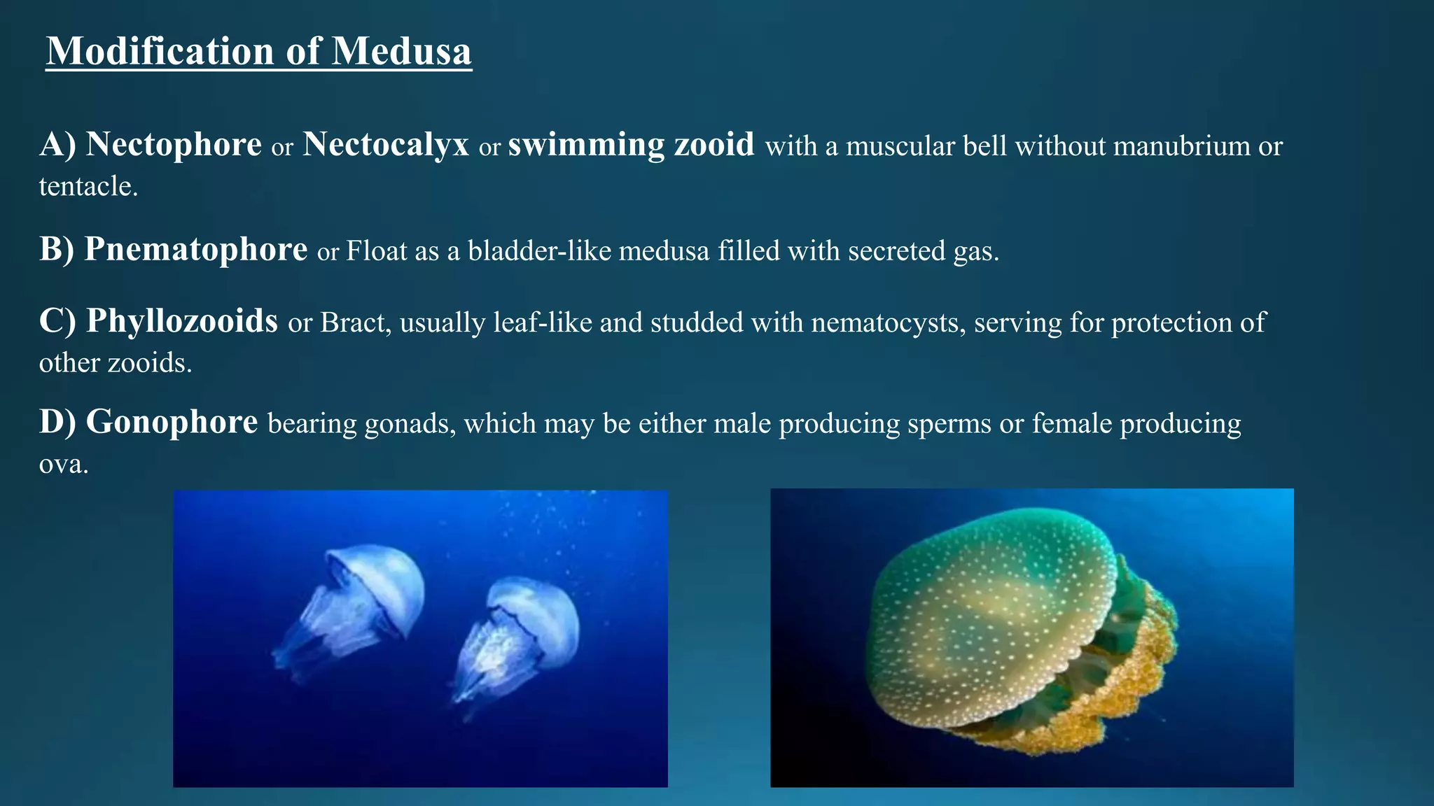 Modification of Medusa
A) Nectophore or Nectocalyx or swimming zooid with a muscular bell without manubrium or
tentacle.
B) Pnematophore or Float as a bladder-like medusa filled with secreted gas.
C) Phyllozooids or Bract, usually leaf-like and studded with nematocysts, serving for protection of
other zooids.
D) Gonophore bearing gonads, which may be either male producing sperms or female producing
ova.
 