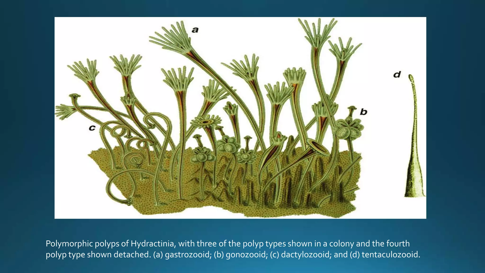 Polymorphic polyps of Hydractinia, with three of the polyp types shown in a colony and the fourth
polyp type shown detached. (a) gastrozooid; (b) gonozooid; (c) dactylozooid; and (d) tentaculozooid.
 