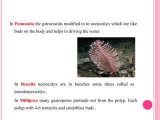 In Pennatula the gstrozooids modified in to nectocalyx which are like
buds on the body and helps in driving the water.
In Renella nectocalyx are in bunches some times called as
pseudonecocalyx.
In Millipora many gastropores protrude out from the polyp. Each
polyp with 4-6 tentacles and cnidoblast buds .
 