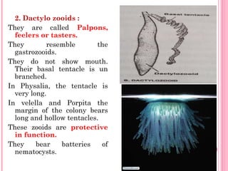 2. Dactylo zooids :
They are called Palpons,
feelers or tasters.
They resemble the
gastrozooids.
They do not show mouth.
Their basal tentacle is un
branched.
In Physalia, the tentacle is
very long.
In velella and Porpita the
margin of the colony bears
long and hollow tentacles.
These zooids are protective
in function.
They bear batteries of
nematocysts.
 