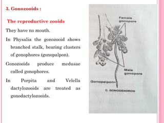 3. Gonozooids :
The reproductive zooids
They have no mouth.
In Physalia the gonozooid shows
branched stalk, bearing clusters
of gonophores (gonopalpon).
Gonozooids produce medusae
called gonophores.
In Porpita and Velella
dactylozooids are treated as
gonodactylozooids.
 