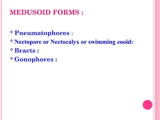 MEDUSOID FORMS :
 Pneumatophores :
 Nectopore or Nectocalyx or swimming zooid:
 Bracts :
 Gonophores :
 