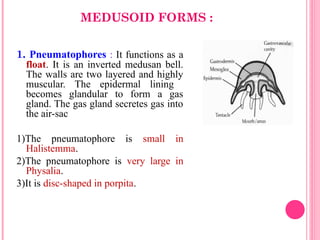 MEDUSOID FORMS :
1. Pneumatophores : It functions as a
float. It is an inverted medusan bell.
The walls are two layered and highly
muscular. The epidermal lining
becomes glandular to form a gas
gland. The gas gland secretes gas into
the air-sac
1)The pneumatophore is small in
Halistemma.
2)The pneumatophore is very large in
Physalia.
3)It is disc-shaped in porpita.
 