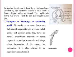 Fig: Nectocalyx
In Agalma the air sac is lined by a chitinous layer
secreted by the Epidermis which is also forms a
funnel shaped tricher or funnel. The epidermis
forme two layers and the gas gland secretes the
gas.
2. Nectopore or Nectocalyx or swimming
zooid: Nectocalyces or nectophores are
bell-shaped medusoids with a velum, radial
canals and circular canal, they have no
mouth, manubrium, tentacles or sense
organs, A nectocalyx is muscular and brings
about locomotion of the colony by
swimming. It is also referred to as
nectophore or nectozooid.
 