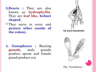 3.Bracts : They are also
known as hydrophyllia.
They are leaf like, helmet
shaped.
 They serve to cover and
protect other zooids of
the colony.
4. Gonophores : Bearing
gonads, male gonads
produce sperm and female
gonad produce ova
Fig: Gonophores
Fig. Bract( Hydrophyllia)
 