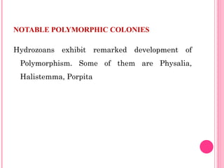 Hydrozoans exhibit remarked development of
Polymorphism. Some of them are Physalia,
Halistemma, Porpita
NOTABLE POLYMORPHIC COLONIES
 