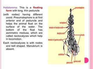 Halistemma: This is a floating
form with long, thin peduncle
(with nodes) having different
zooid. Pneumatophore is at first
anterior end of peduncle and
helps the animal float on the
surface of the water. The
bottom of the float has
asmmetric medusa, which are
called nectocalyces which help
in locomotion.
Each nectocalyces is with nodes
and bell shaped. Manubrium is
absent.
 