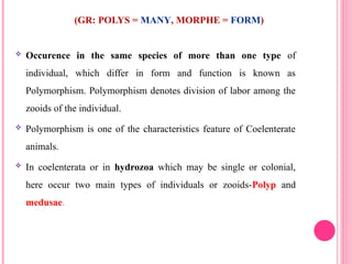 (GR: POLYS = MANY, MORPHE = FORM)
 Occurence in the same species of more than one type of
individual, which differ in form and function is known as
Polymorphism. Polymorphism denotes division of labor among the
zooids of the individual.
 Polymorphism is one of the characteristics feature of Coelenterate
animals.
 In coelenterata or in hydrozoa which may be single or colonial,
here occur two main types of individuals or zooids-Polyp and
medusae.
 