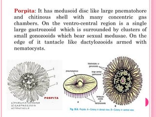 Porpita: It has medusoid disc like large pnematohore
and chitinous shell with many concentric gas
chambers. On the ventro-central region is a single
large gastrozooid which is surrounded by clusters of
small gonozooids which bear sexual medusae. On the
edge of it tantacle like dactylozooids armed with
nematocysts.
 