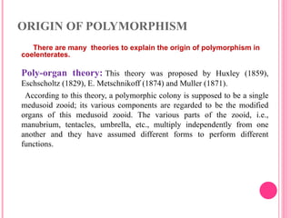 ORIGIN OF POLYMORPHISM
There are many theories to explain the origin of polymorphism in
coelenterates.
Poly-organ theory: This theory was proposed by Huxley (1859),
Eschscholtz (1829), E. Metschnikoff (1874) and Muller (1871).
According to this theory, a polymorphic colony is supposed to be a single
medusoid zooid; its various components are regarded to be the modified
organs of this medusoid zooid. The various parts of the zooid, i.e.,
manubrium, tentacles, umbrella, etc., multiply independently from one
another and they have assumed different forms to perform different
functions.
 