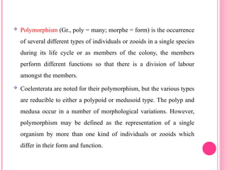  Polymorphism (Gr., poly = many; morphe = form) is the occurrence
of several different types of individuals or zooids in a single species
during its life cycle or as members of the colony, the members
perform different functions so that there is a division of labour
amongst the members.
 Coelenterata are noted for their polymorphism, but the various types
are reducible to either a polypoid or medusoid type. The polyp and
medusa occur in a number of morphological variations. However,
polymorphism may be defined as the representation of a single
organism by more than one kind of individuals or zooids which
differ in their form and function.
 