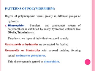 PATTERNS OF POLYMORPHISM:
Degree of polymorphism varies greatly in different groups of
hydrozoa.
1. Dimorphic: Simplest and commonest pattern of
polymorphsm is exhibited by many hydrozoan colonies like
Obelia, Tubularia etc.,
They have two types of individuals or zooid namely:
Gastrozooids or hydranths are connected for feeding
Gonazooids or blastostyles with asexual budding forming
sexual medusae or gonophores.
This phenomenon is termed as dimorphism.
 