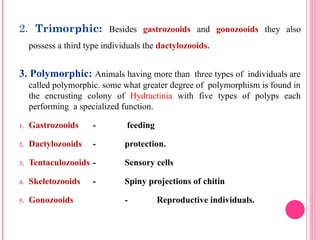 2. Trimorphic: Besides gastrozooids and gonozooids they also
possess a third type individuals the dactylozooids.
3. Polymorphic: Animals having more than three types of individuals are
called polymorphic. some what greater degree of polymorphism is found in
the encrusting colony of Hydractinia with five types of polyps each
performing a specialized function.
1. Gastrozooids - feeding
2. Dactylozooids - protection.
3. Tentaculozooids - Sensory cells
4. Skeletozooids - Spiny projections of chitin
5. Gonozooids - Reproductive individuals.
 