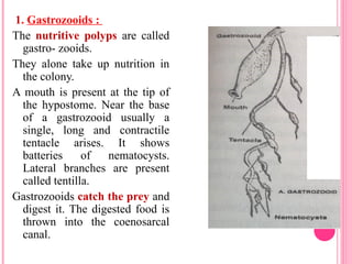 1. Gastrozooids :
The nutritive polyps are called
gastro- zooids.
They alone take up nutrition in
the colony.
A mouth is present at the tip of
the hypostome. Near the base
of a gastrozooid usually a
single, long and contractile
tentacle arises. It shows
batteries of nematocysts.
Lateral branches are present
called tentilla.
Gastrozooids catch the prey and
digest it. The digested food is
thrown into the coenosarcal
canal.
 