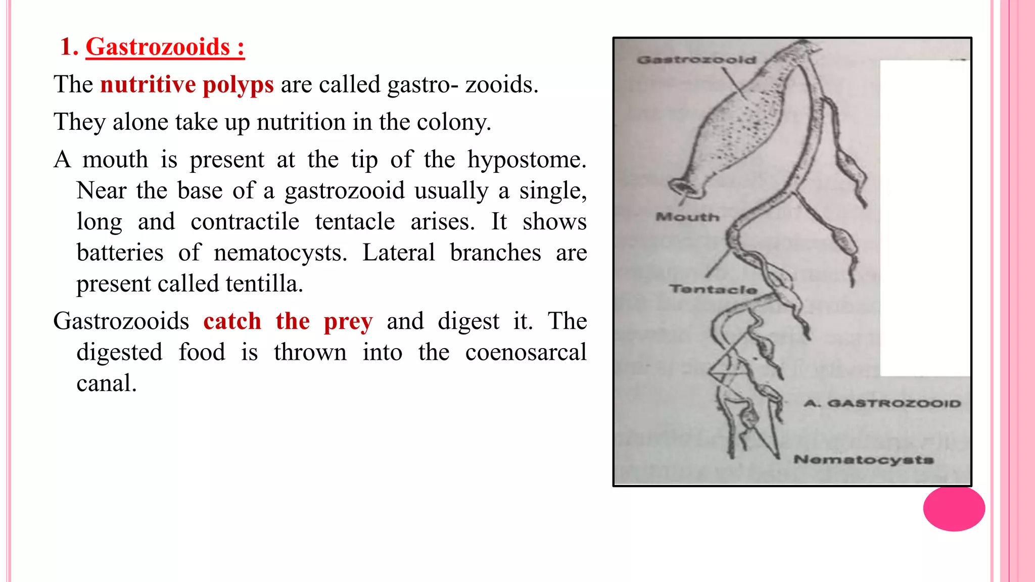 1. Gastrozooids :
The nutritive polyps are called gastro- zooids.
They alone take up nutrition in the colony.
A mouth is present at the tip of the hypostome.
Near the base of a gastrozooid usually a single,
long and contractile tentacle arises. It shows
batteries of nematocysts. Lateral branches are
present called tentilla.
Gastrozooids catch the prey and digest it. The
digested food is thrown into the coenosarcal
canal.
 