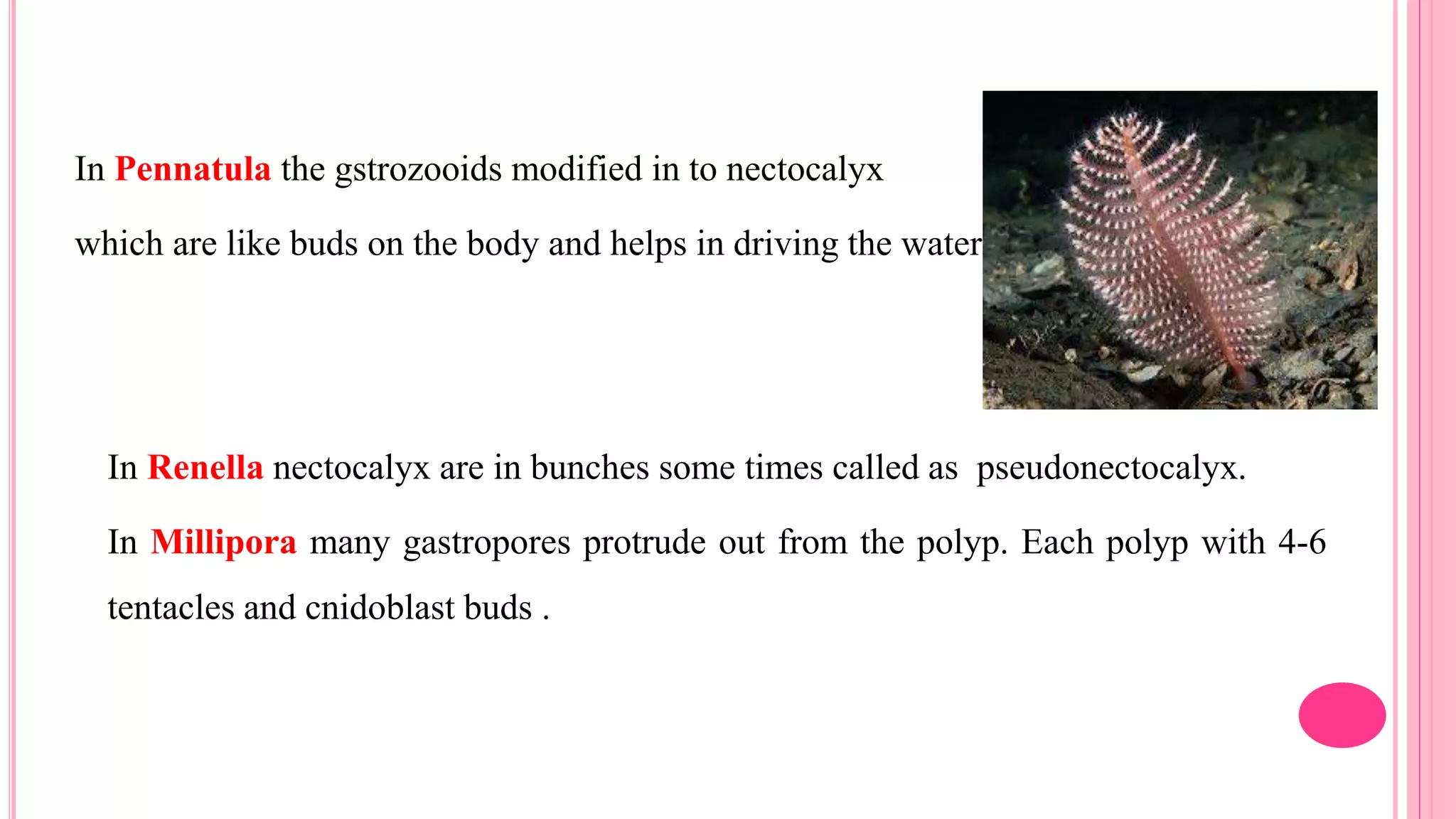 In Pennatula the gstrozooids modified in to nectocalyx
which are like buds on the body and helps in driving the water.
In Renella nectocalyx are in bunches some times called as pseudonectocalyx.
In Millipora many gastropores protrude out from the polyp. Each polyp with 4-6
tentacles and cnidoblast buds .
 