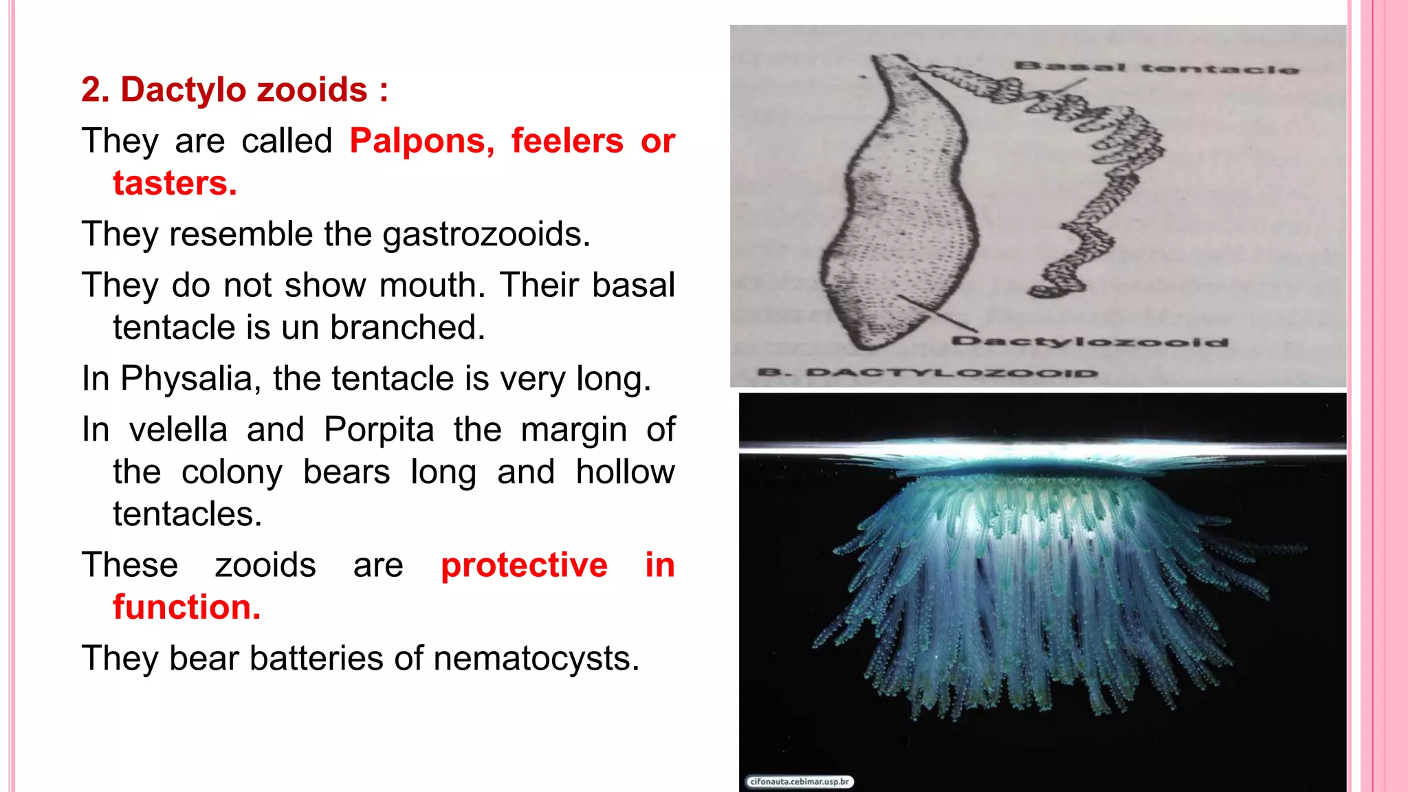 2. Dactylo zooids :
They are called Palpons, feelers or
tasters.
They resemble the gastrozooids.
They do not show mouth. Their basal
tentacle is un branched.
In Physalia, the tentacle is very long.
In velella and Porpita the margin of
the colony bears long and hollow
tentacles.
These zooids are protective in
function.
They bear batteries of nematocysts.
 