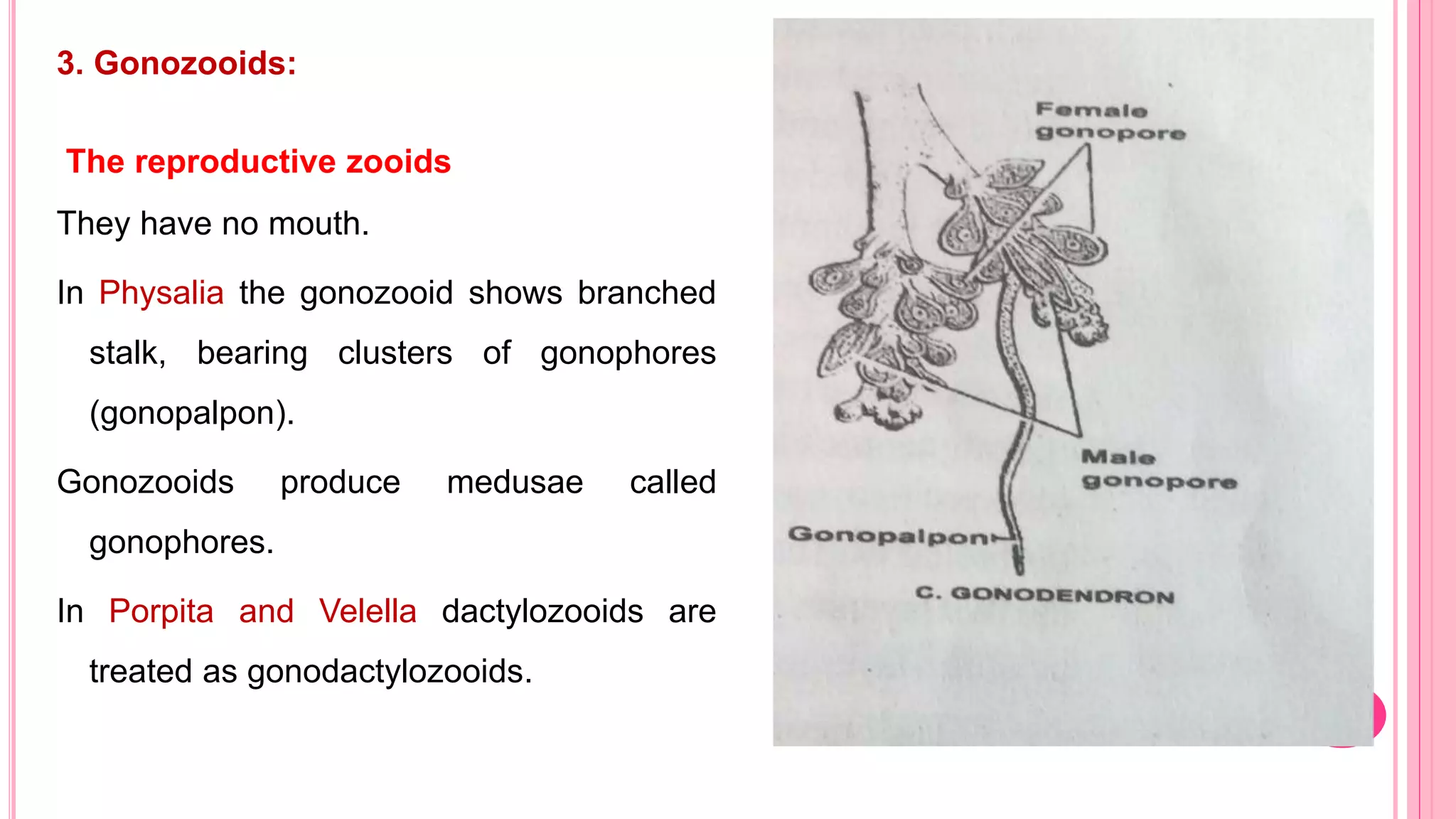 3. Gonozooids:
The reproductive zooids
They have no mouth.
In Physalia the gonozooid shows branched
stalk, bearing clusters of gonophores
(gonopalpon).
Gonozooids produce medusae called
gonophores.
In Porpita and Velella dactylozooids are
treated as gonodactylozooids.
 