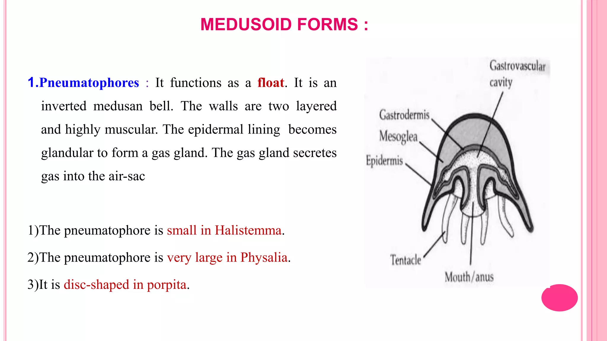 MEDUSOID FORMS :
1.Pneumatophores : It functions as a float. It is an
inverted medusan bell. The walls are two layered
and highly muscular. The epidermal lining becomes
glandular to form a gas gland. The gas gland secretes
gas into the air-sac
1)The pneumatophore is small in Halistemma.
2)The pneumatophore is very large in Physalia.
3)It is disc-shaped in porpita.
 