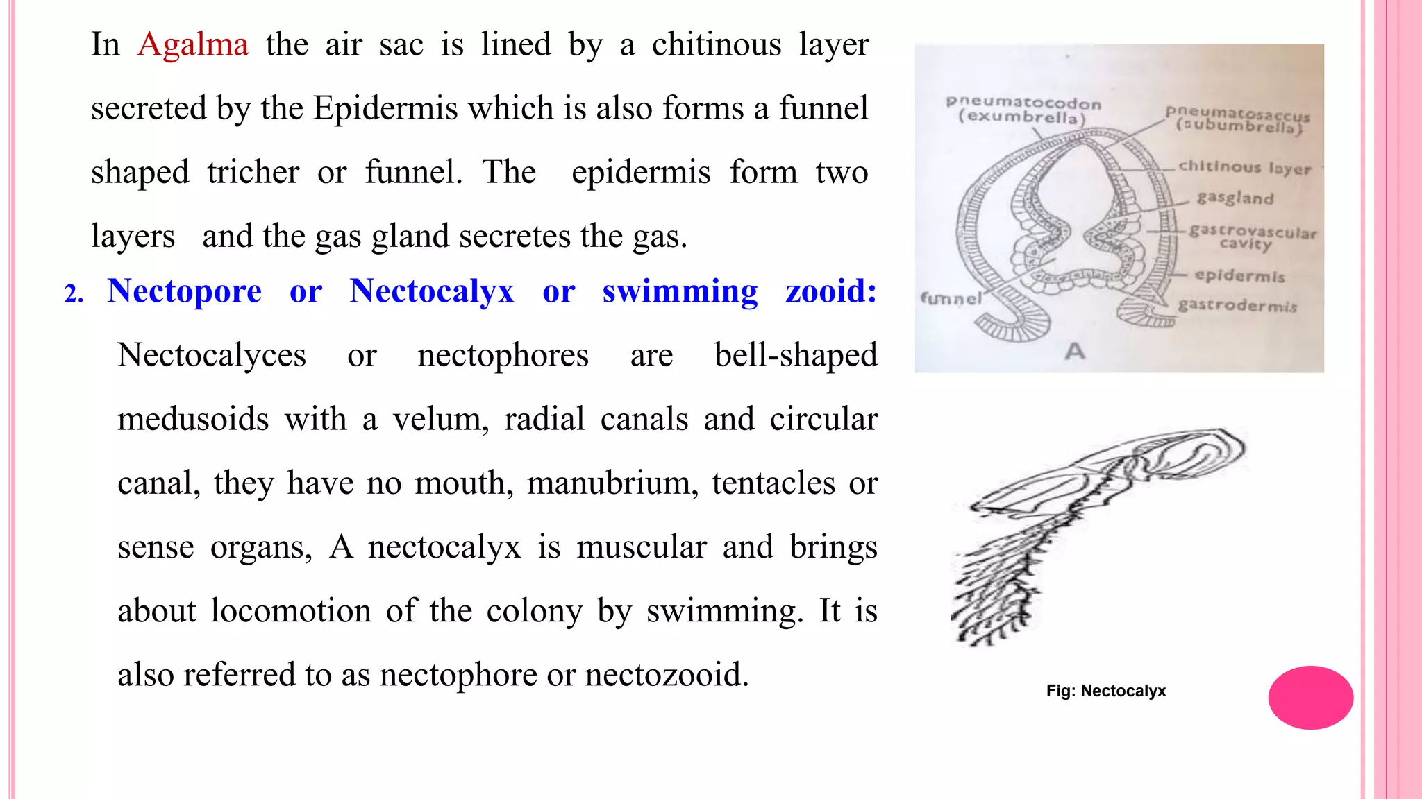 Fig: Nectocalyx
In Agalma the air sac is lined by a chitinous layer
secreted by the Epidermis which is also forms a funnel
shaped tricher or funnel. The epidermis form two
layers and the gas gland secretes the gas.
2. Nectopore or Nectocalyx or swimming zooid:
Nectocalyces or nectophores are bell-shaped
medusoids with a velum, radial canals and circular
canal, they have no mouth, manubrium, tentacles or
sense organs, A nectocalyx is muscular and brings
about locomotion of the colony by swimming. It is
also referred to as nectophore or nectozooid.
 
