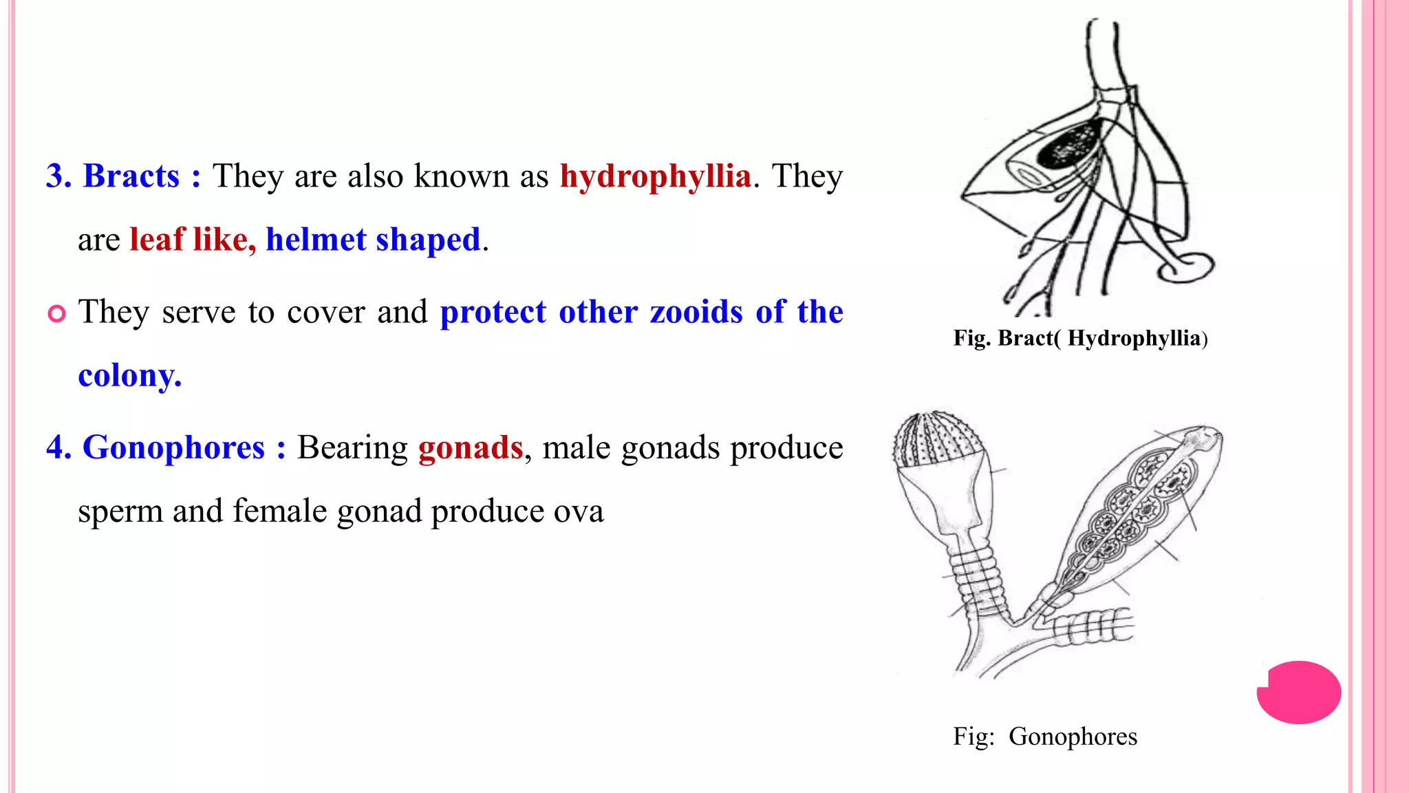 3. Bracts : They are also known as hydrophyllia. They
are leaf like, helmet shaped.
 They serve to cover and protect other zooids of the
colony.
4. Gonophores : Bearing gonads, male gonads produce
sperm and female gonad produce ova
Fig: Gonophores
Fig. Bract( Hydrophyllia)
 