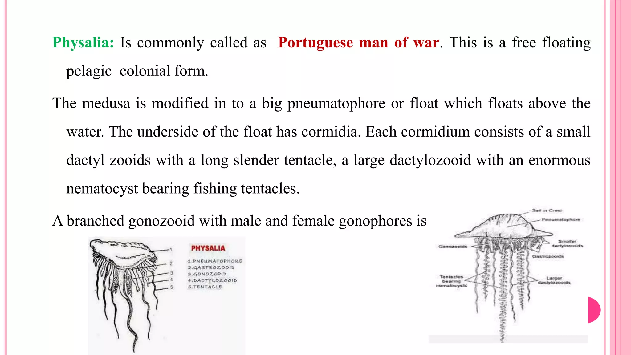 Physalia: Is commonly called as Portuguese man of war. This is a free floating
pelagic colonial form.
The medusa is modified in to a big pneumatophore or float which floats above the
water. The underside of the float has cormidia. Each cormidium consists of a small
dactyl zooids with a long slender tentacle, a large dactylozooid with an enormous
nematocyst bearing fishing tentacles.
A branched gonozooid with male and female gonophores is present.
 