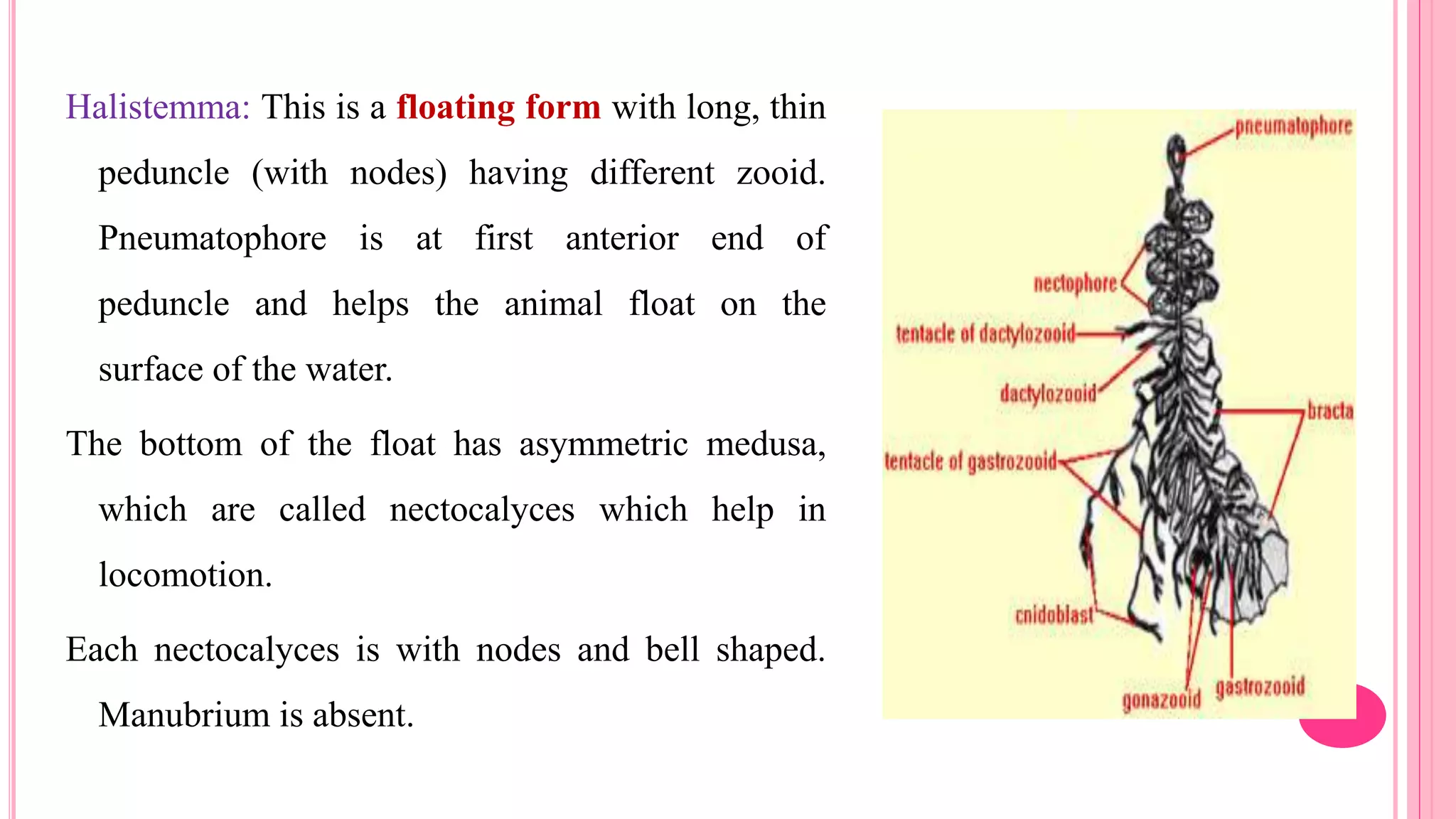 Halistemma: This is a floating form with long, thin
peduncle (with nodes) having different zooid.
Pneumatophore is at first anterior end of
peduncle and helps the animal float on the
surface of the water.
The bottom of the float has asymmetric medusa,
which are called nectocalyces which help in
locomotion.
Each nectocalyces is with nodes and bell shaped.
Manubrium is absent.
 