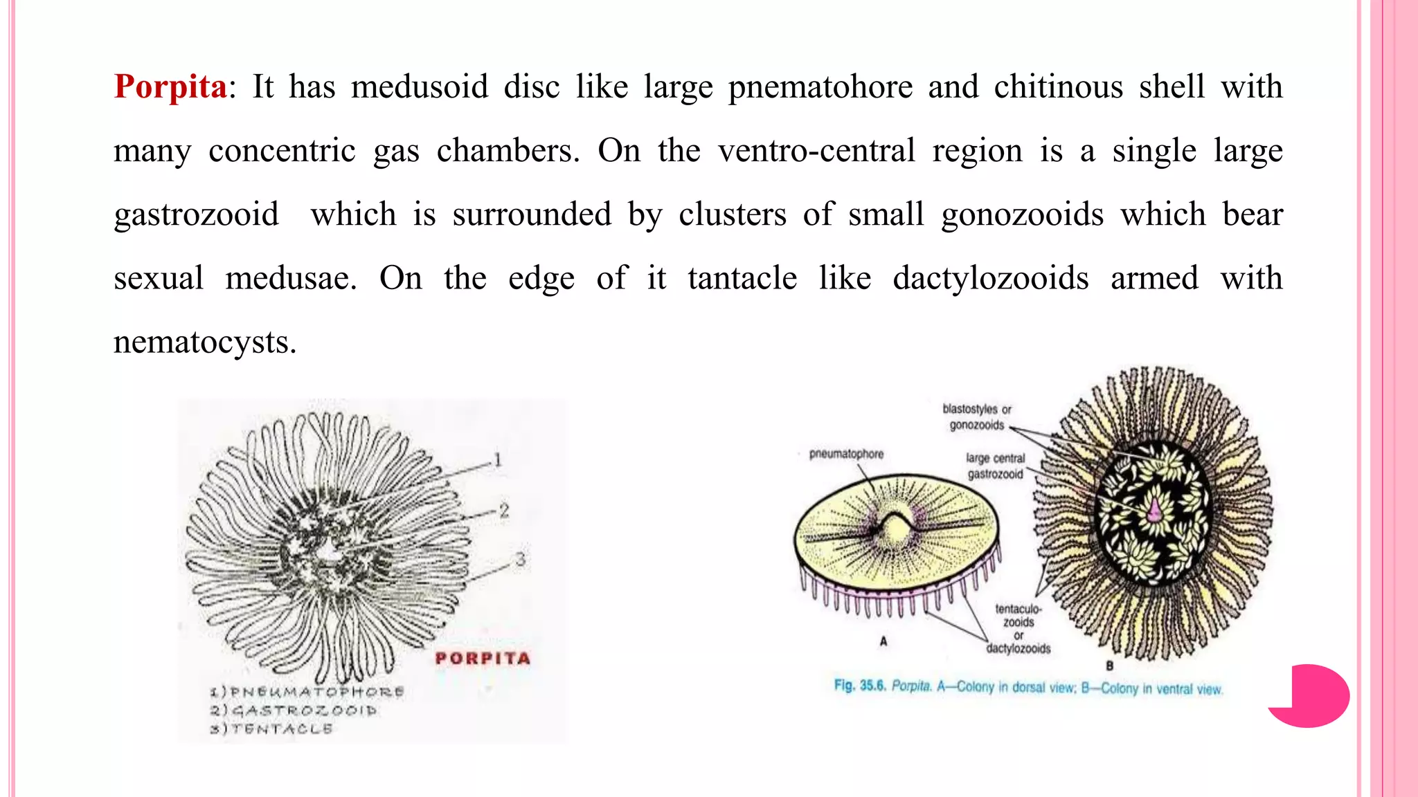 Porpita: It has medusoid disc like large pnematohore and chitinous shell with
many concentric gas chambers. On the ventro-central region is a single large
gastrozooid which is surrounded by clusters of small gonozooids which bear
sexual medusae. On the edge of it tantacle like dactylozooids armed with
nematocysts.
 