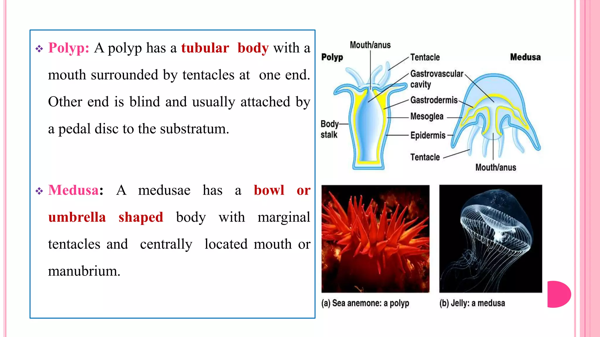  Polyp: A polyp has a tubular body with a
mouth surrounded by tentacles at one end.
Other end is blind and usually attached by
a pedal disc to the substratum.
 Medusa: A medusae has a bowl or
umbrella shaped body with marginal
tentacles and centrally located mouth or
manubrium.
 