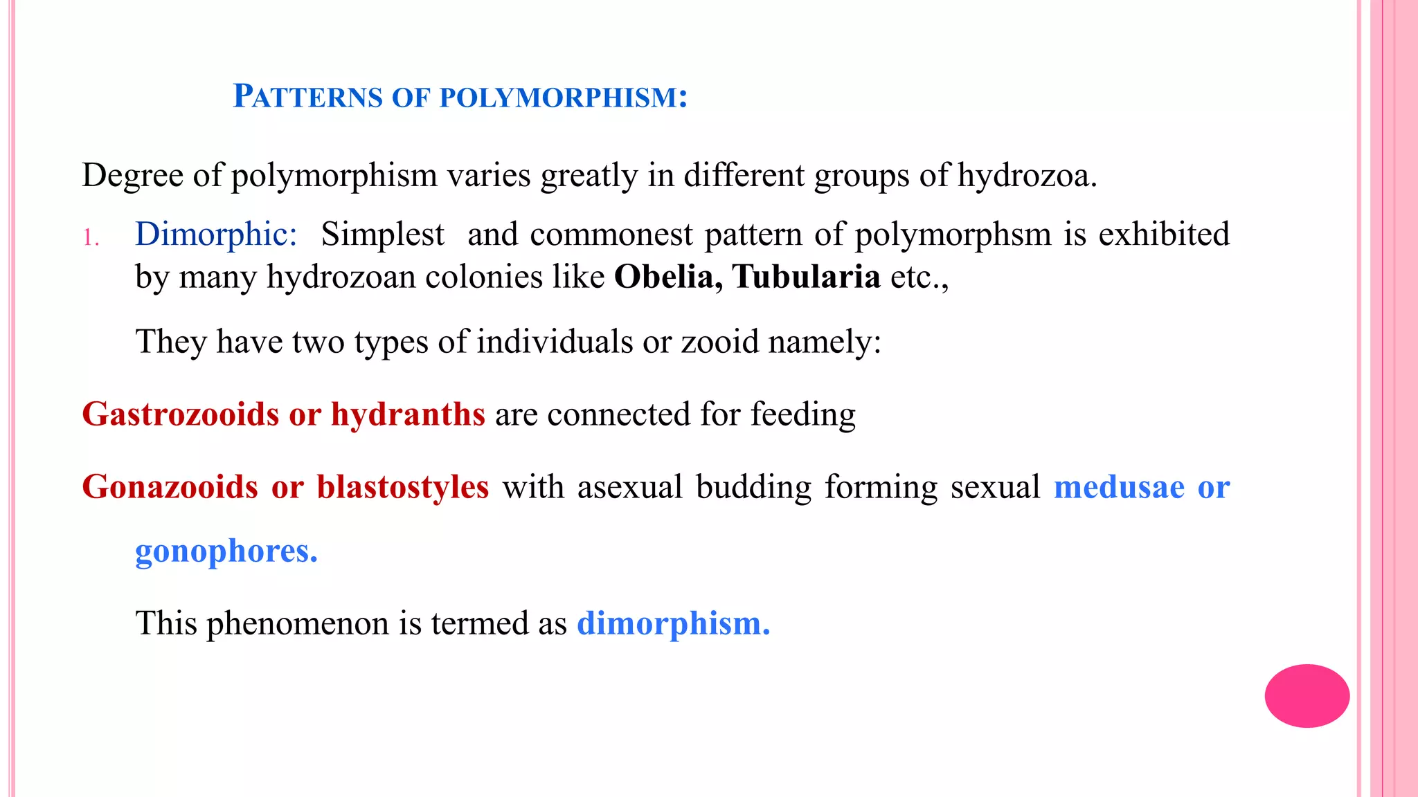 PATTERNS OF POLYMORPHISM:
Degree of polymorphism varies greatly in different groups of hydrozoa.
1. Dimorphic: Simplest and commonest pattern of polymorphsm is exhibited
by many hydrozoan colonies like Obelia, Tubularia etc.,
They have two types of individuals or zooid namely:
Gastrozooids or hydranths are connected for feeding
Gonazooids or blastostyles with asexual budding forming sexual medusae or
gonophores.
This phenomenon is termed as dimorphism.
 