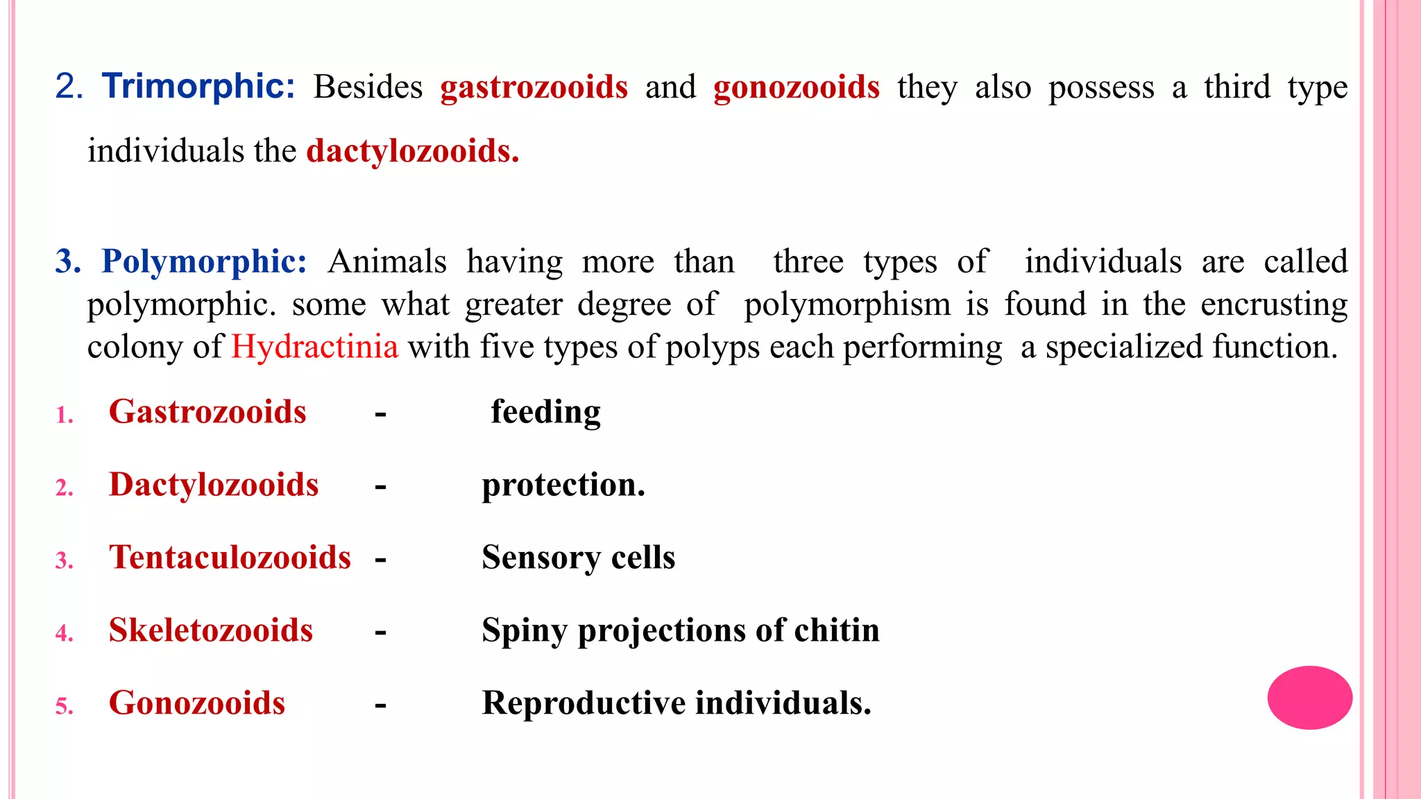 2. Trimorphic: Besides gastrozooids and gonozooids they also possess a third type
individuals the dactylozooids.
3. Polymorphic: Animals having more than three types of individuals are called
polymorphic. some what greater degree of polymorphism is found in the encrusting
colony of Hydractinia with five types of polyps each performing a specialized function.
1. Gastrozooids - feeding
2. Dactylozooids - protection.
3. Tentaculozooids - Sensory cells
4. Skeletozooids - Spiny projections of chitin
5. Gonozooids - Reproductive individuals.
 
