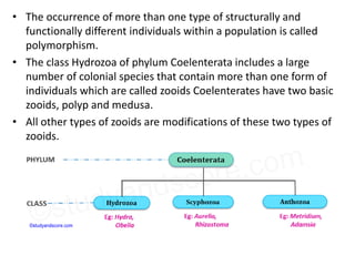 • The occurrence of more than one type of structurally and
functionally different individuals within a population is called
polymorphism.
• The class Hydrozoa of phylum Coelenterata includes a large
number of colonial species that contain more than one form of
individuals which are called zooids Coelenterates have two basic
zooids, polyp and medusa.
• All other types of zooids are modifications of these two types of
zooids.
 