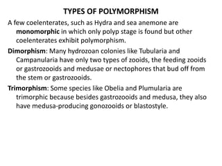 TYPES OF POLYMORPHISM
A few coelenterates, such as Hydra and sea anemone are
monomorphic in which only polyp stage is found but other
coelenterates exhibit polymorphism.
Dimorphism: Many hydrozoan colonies like Tubularia and
Campanularia have only two types of zooids, the feeding zooids
or gastrozooids and medusae or nectophores that bud off from
the stem or gastrozooids.
Trimorphism: Some species like Obelia and Plumularia are
trimorphic because besides gastrozooids and medusa, they also
have medusa-producing gonozooids or blastostyle.
 