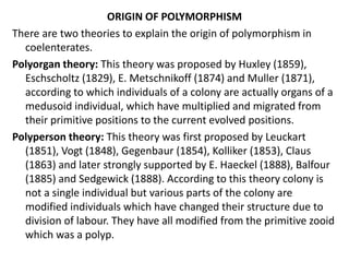 ORIGIN OF POLYMORPHISM
There are two theories to explain the origin of polymorphism in
coelenterates.
Polyorgan theory: This theory was proposed by Huxley (1859),
Eschscholtz (1829), E. Metschnikoff (1874) and Muller (1871),
according to which individuals of a colony are actually organs of a
medusoid individual, which have multiplied and migrated from
their primitive positions to the current evolved positions.
Polyperson theory: This theory was first proposed by Leuckart
(1851), Vogt (1848), Gegenbaur (1854), Kolliker (1853), Claus
(1863) and later strongly supported by E. Haeckel (1888), Balfour
(1885) and Sedgewick (1888). According to this theory colony is
not a single individual but various parts of the colony are
modified individuals which have changed their structure due to
division of labour. They have all modified from the primitive zooid
which was a polyp.
 