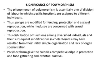 SIGNIFICANCE OF POLYMORPHISM
• The phenomenon of polymorphism is essentially one of division
of labour in which specific functions are assigned to different
individuals.
• Thus, polyps are modified for feeding, protection and asexual
reproduction, while medusae are concerned with sexual
reproduction.
• This distribution of functions among diversified individuals and
their subsequent modifications in coelenterates may have
resulted from their initial simple organization and lack of organ
specialization.
• Polymorphism gave the colonies competitive edge in protection
and food gathering and eventual survival.
 