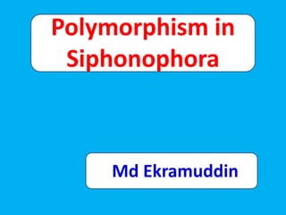 Polymorphism in
Siphonophora
Md Ekramuddin
 