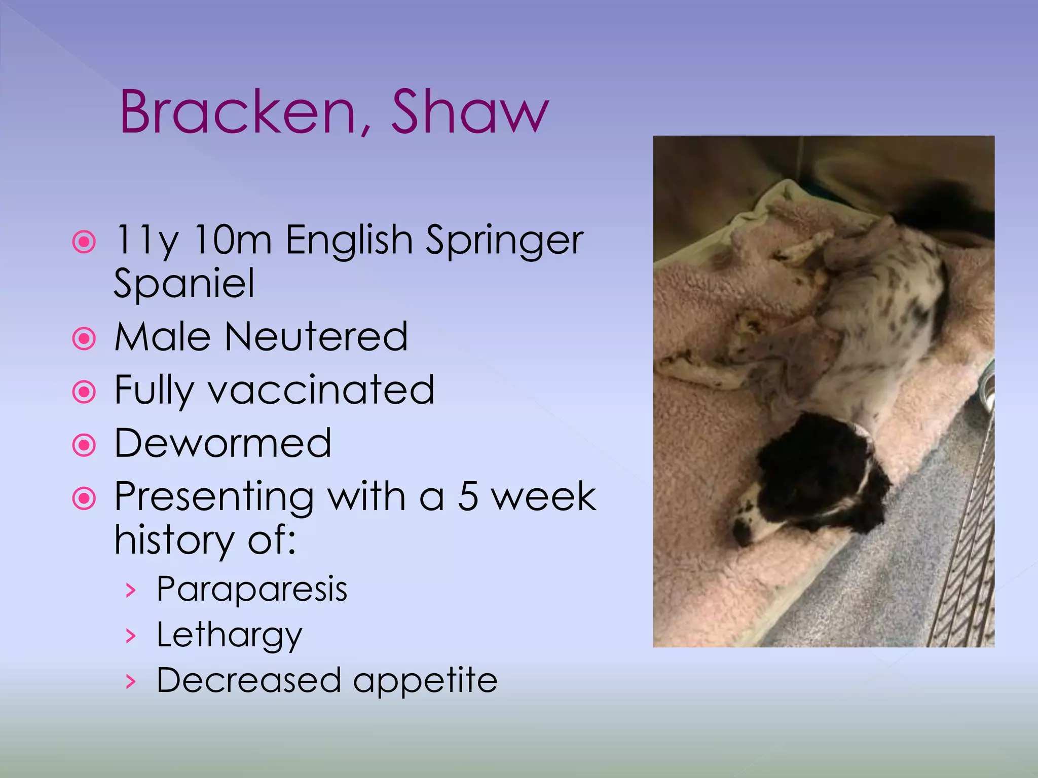 Bracken, Shaw
 11y 10m English Springer
Spaniel
 Male Neutered
 Fully vaccinated
 Dewormed
 Presenting with a 5 week
history of:
› Paraparesis
› Lethargy
› Decreased appetite
 