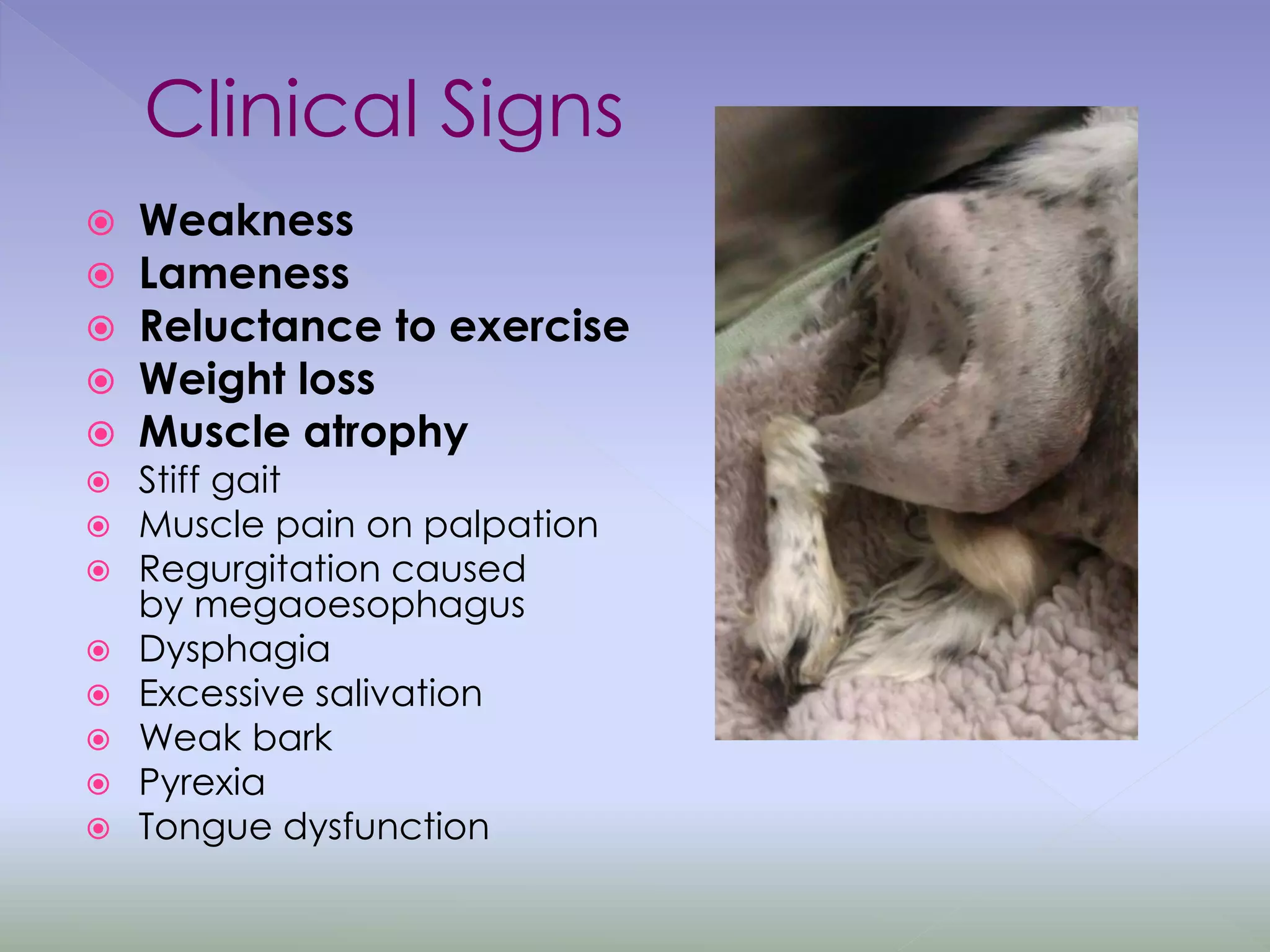 Clinical Signs
 Weakness
 Lameness
 Reluctance to exercise
 Weight loss
 Muscle atrophy
 Stiff gait
 Muscle pain on palpation
 Regurgitation caused
by megaoesophagus
 Dysphagia
 Excessive salivation
 Weak bark
 Pyrexia
 Tongue dysfunction
 