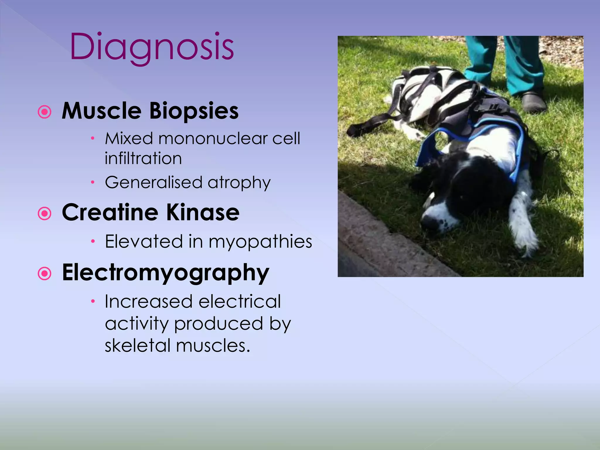 Diagnosis
 Muscle Biopsies
 Mixed mononuclear cell
infiltration
 Generalised atrophy
 Creatine Kinase
 Elevated in myopathies
 Electromyography
 Increased electrical
activity produced by
skeletal muscles.
 