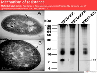 Mechanism of resistance
Moffatt JH et al: Colistin Resistance in Acinetobacter baumannii Is Mediated by Complete Loss of
Lipopolysaccharide Production . AAC 2010; 54: 4971 - 7




                                                                                                        LPS

                                                                                                   30
 