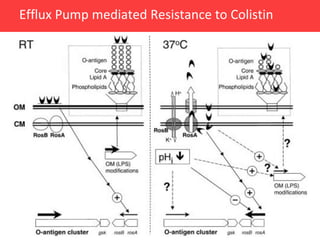 Efflux Pump mediated Resistance to Colistin




                                              31
 