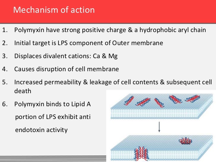 What Is The Mechanism Of Action Of Polymyxin? – RANP