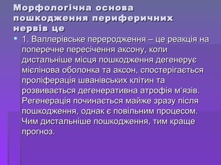 Морфологічна основа пошкодження периферичних нервів це 1. Валлерівське переродження – це реакція на поперечне пересічення аксону, коли дистальніше місця пошкодження дегенерує мієлінова оболонка та аксон, спостерігається проліферація шванівських клітин та розвивається дегенеративна атрофія м ‘ язів. Регенерація починається майже зразу після пошкодження, однак є повільним процесом. Чим дистальніше пошкодження, тим краще прогноз. 