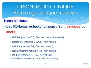 DIAGNOSTIC CLINIQUE
      Sémiologie clinique motrice 3
Signes cliniques:

 Les Réflexes ostéotendineux : Sont diminués ou
 abolis
     bicipital (racines C5, C6 - nerf musculocutané)
     styloradial (racines C5, C6 - nerf radial)
     tricipital (racines C7, C8 - nerf radial)
     cubitopronateur (racine C8 - nerf cubital)
     rotulien (racines L3, L4 - nerf crural)
     achilléen (racines S1, S2 - nerf sciatique)
                                     10                12/03/2013
 
